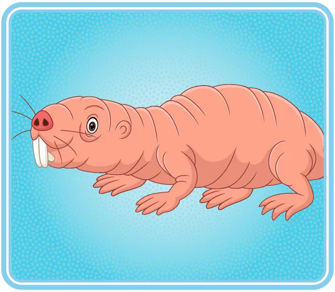 Un rat sans poils, à la peau plissée et possédant de longues dents avant.