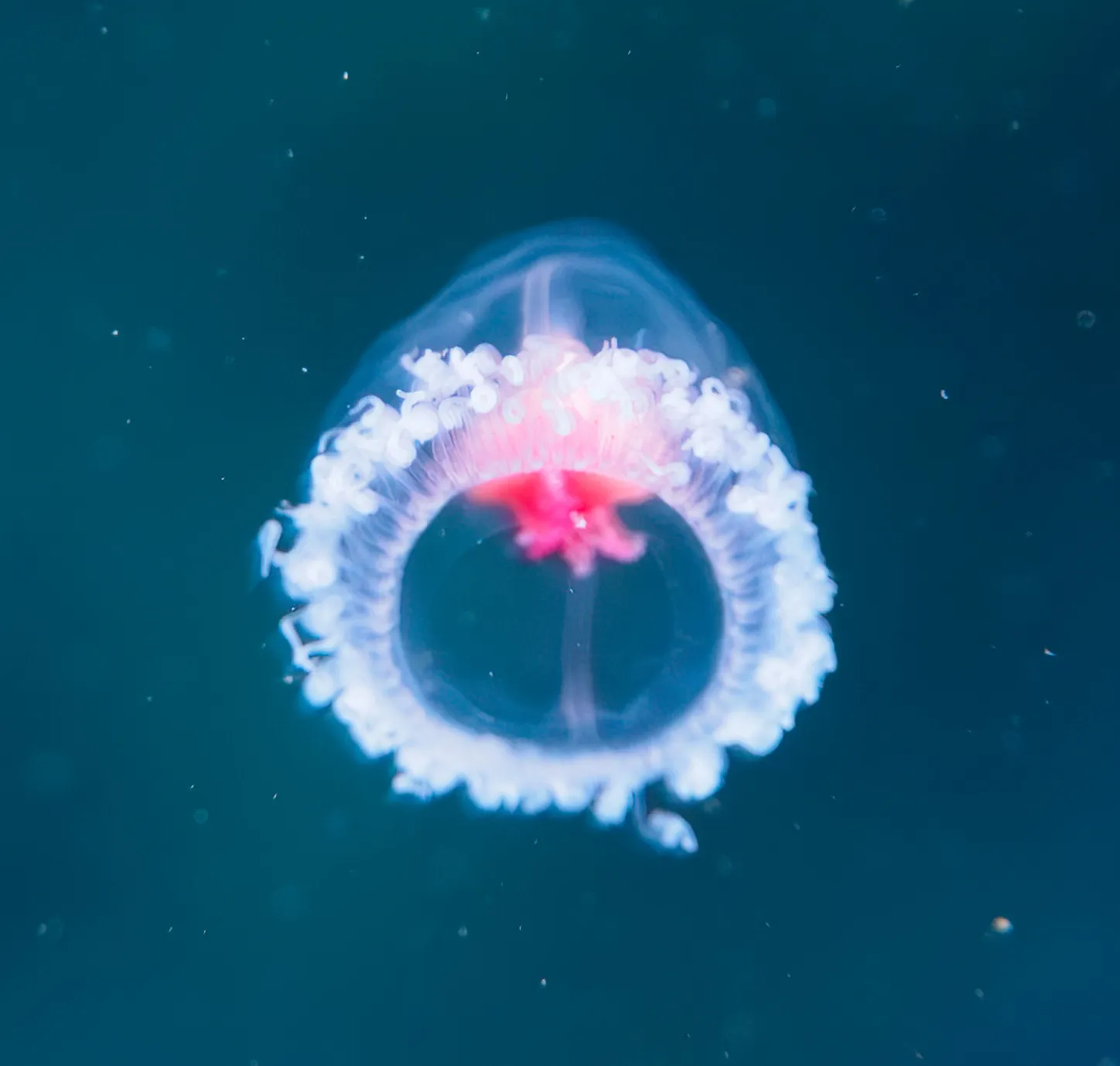 incroyable-savais-tu