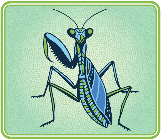 Un insecte vert possédant un long corps allongé.