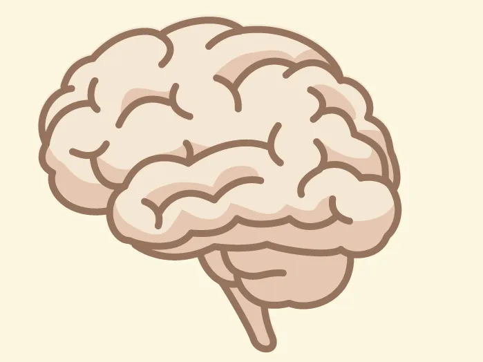 Dessin simplifié d'un cerveau humain vu de profil, montrant les circonvolutions dans des tons beiges.